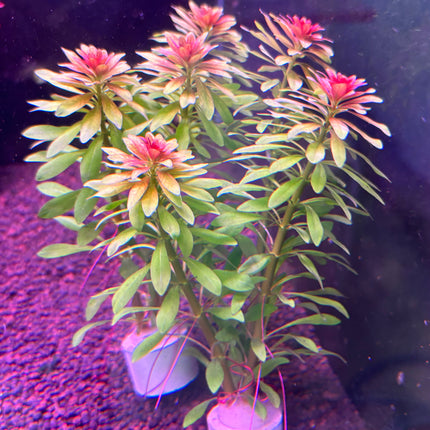 Vibrant Ludwigia Meta Stem Aquatic Plant for Stunning Aquarium Aquascapes