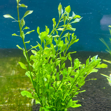 Vibrant Ludwigia Palustris Green Aquarium Plant - Easy Care, Midground, Non-CO2