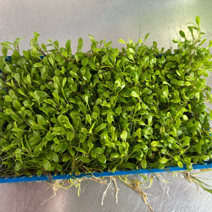 Live Glossostigma Elatinoides Aquarium Plant Plate for Lush Foreground Carpet