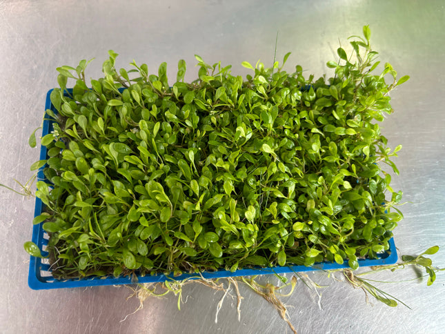 Live Glossostigma Elatinoides Aquarium Plant Plate for Lush Foreground Carpet