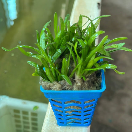 Easy Care Freshwater Aquatic Plant, Sagittaria Sabulata, Live Aquarium Foreground Midground Plant