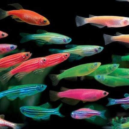 Luminous colour Zebra Danio 3cm
