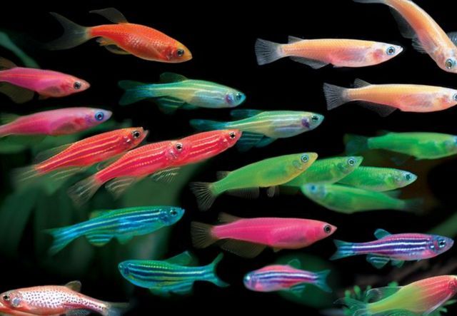 Luminous colour Zebra Danio 3cm