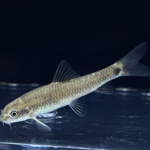 Garra Rufa 4cm