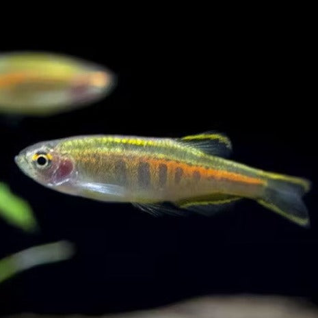 Glowlight Danio 2.5cm