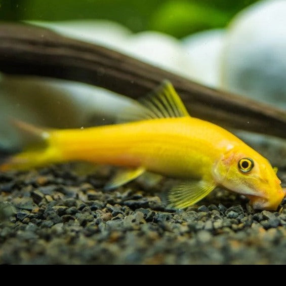 Golden Algae Eater 4cm
