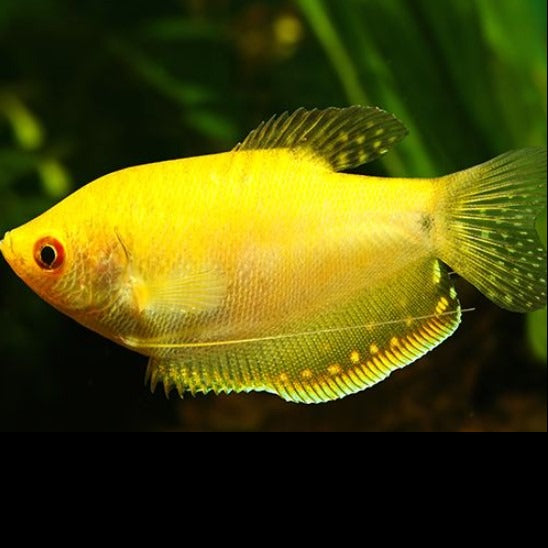 Golden Gourami 4cm