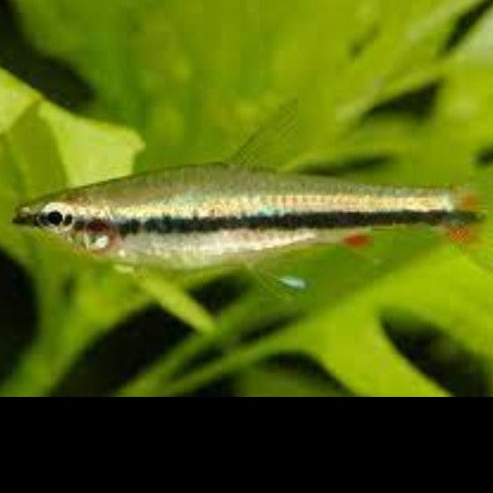 Golden pencilfish 2.5cm