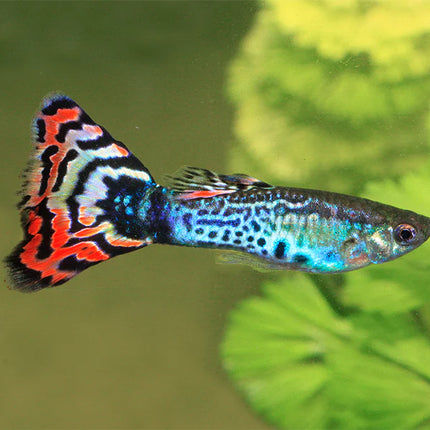 Assorted Guppy 3cm