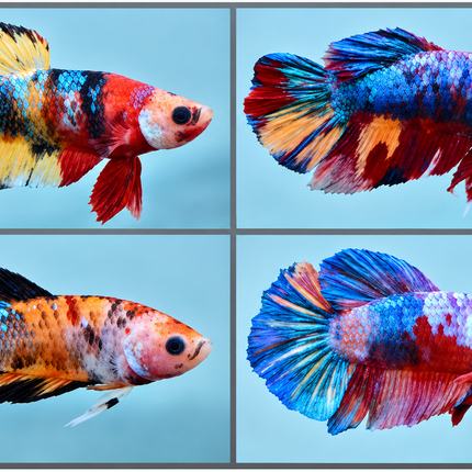Betta male HMPK Candy Nemo 3cm