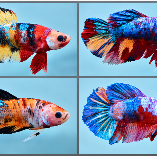 Betta male HMPK Candy Nemo 3cm