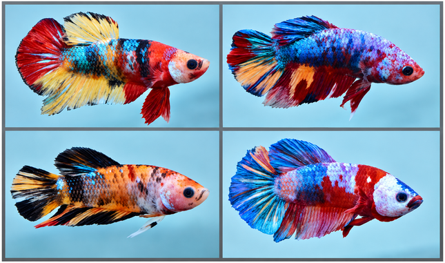 Betta male HMPK Candy Nemo 3cm