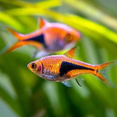 Harlequin Rasbora 3cm