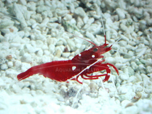 Red-purple lobster Marine 3-8cm