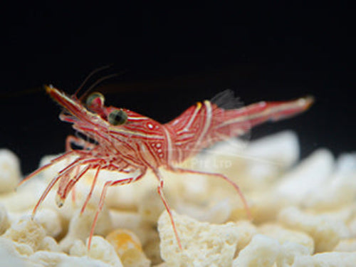 Camel shrimp Marine 1-3cm