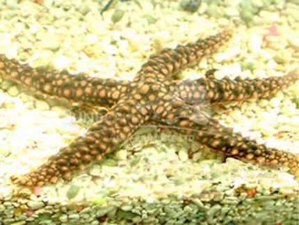 Knob sea star 8-15cm