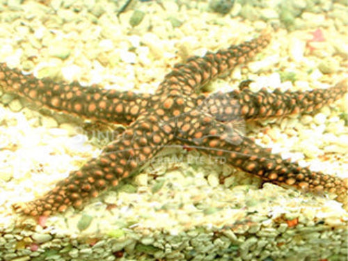 Knob sea star 8-15cm