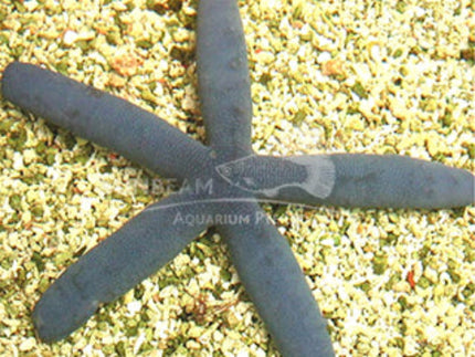 Blue sea star 5-10cm