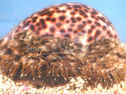 Tiger snail Marine 6-12cm