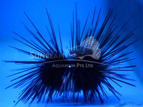 Long spine sea urchin Marine 2-6cm