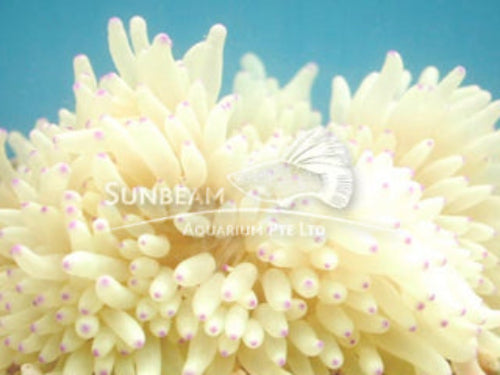 Yellow anemone Marine 10-20cm