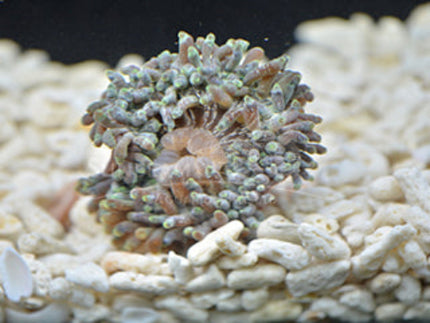 Red tip bubble sea anemone Marine 2cm