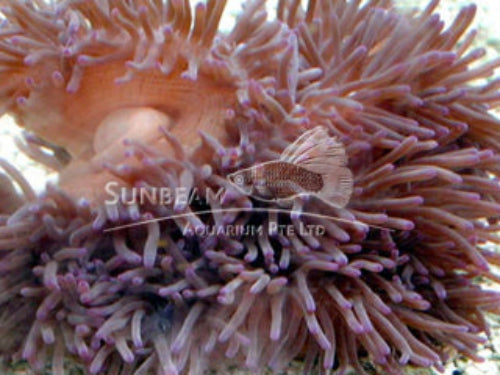 Brown base chendol anemone Marine 10-20cm