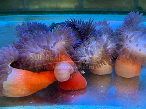 Long tentacle anemone Marine 10-20cm