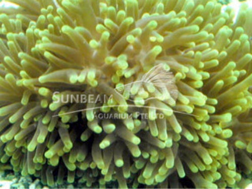 Luminous green chendol anemone Marine 5-10cm
