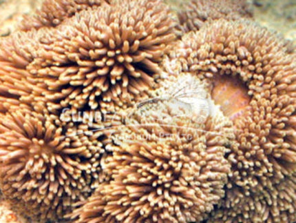 Clown fish anemone Marine 5-10cm