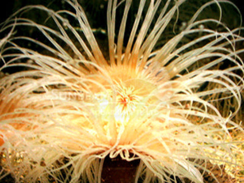 White tube anemone Marine 6cm