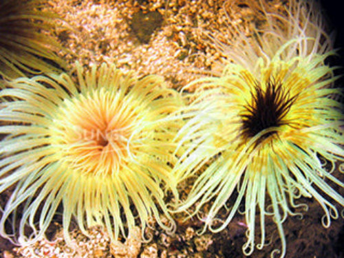 Green tube anemone Marine 6cm