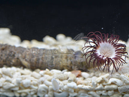 Purple tube anemone Marine 6cm