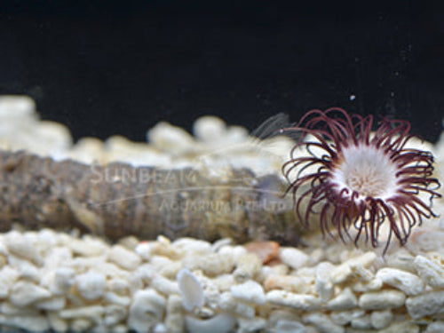 Purple tube anemone Marine 6cm