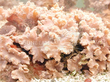 Leather mushroom Marine 10cm