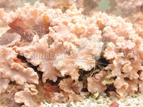 Leather mushroom Marine 10cm