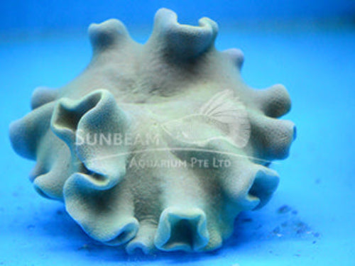 Soft mushroom Marine 5cm