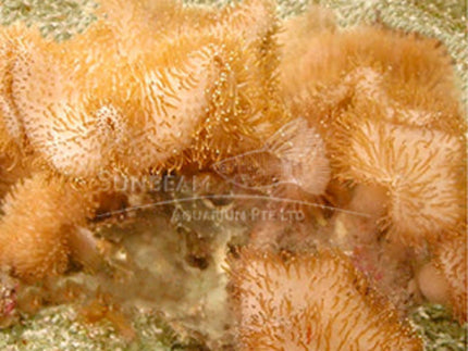 Long Tentacles soft mushroom Marine 10cm