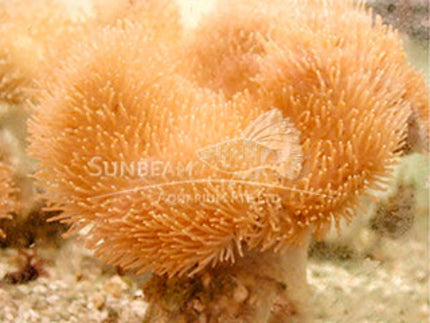 Long Tentacles soft mushroom Marine 10cm
