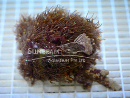 Green star polyp Marine 10cm