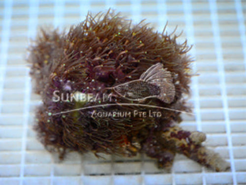 Green star polyp Marine 10cm