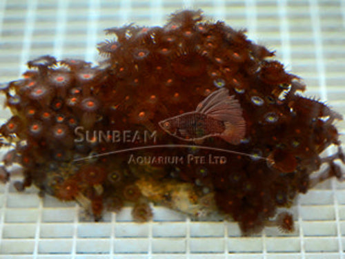Mixed coloured button soft polyp Marine 5cm