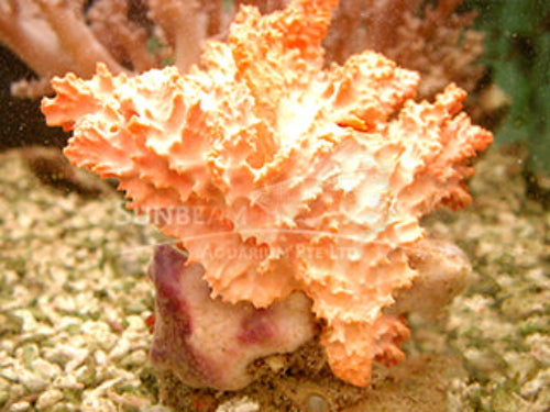 Orange jagger sponge Marine 10cm