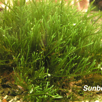 Fern algae plant Marine 8-10cm