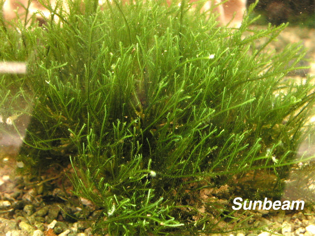 Fern algae plant Marine 8-10cm