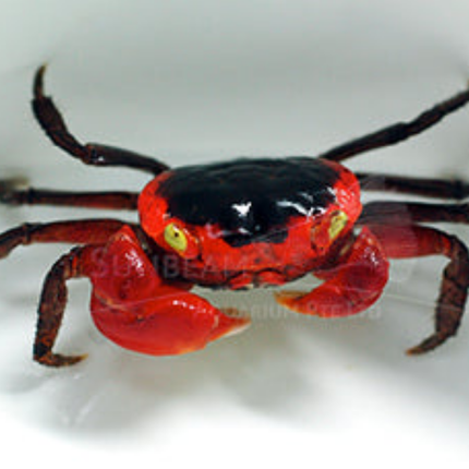 Red apple vampire crab 2cm x 5pc