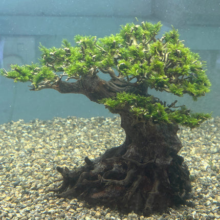 Vibrant US Fissidens Bonsai Aquatic Plant: Easy Care Live Aquarium Moss