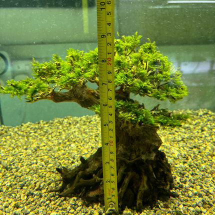 Vibrant US Fissidens Bonsai Aquatic Plant: Easy Care Live Aquarium Moss