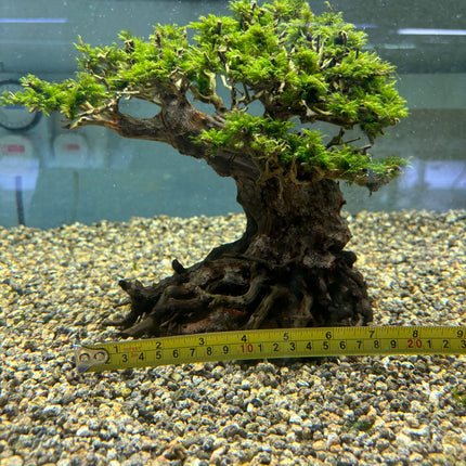 Vibrant US Fissidens Bonsai Aquatic Plant: Easy Care Live Aquarium Moss