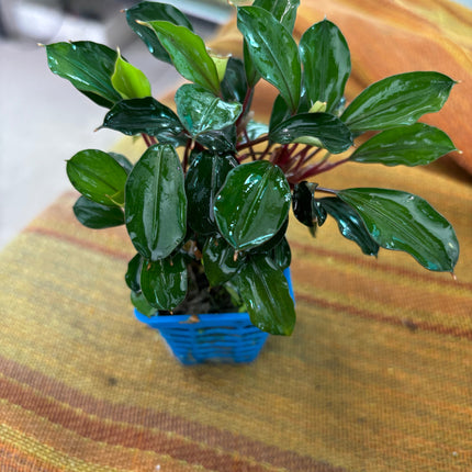 Vibrant Bucephalandra Red Heart Aquarium Plant - Easy Live Aquatic Decor